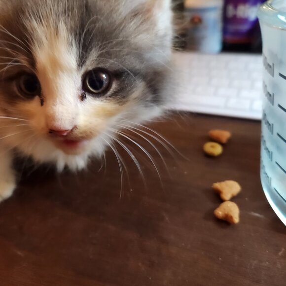 Meet your Posher, Caeli - Picture 10 of 16